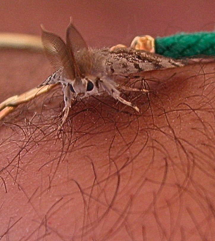 Maschio di Lymantria dispar?  S !